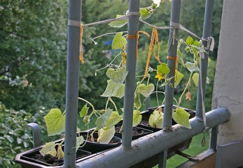 Caring for cucumbers on a balcony