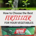 Choosing the Right Fertilizer for Balcony Plants