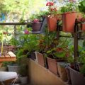 Colorful Flowers To Brighten Your Balcony