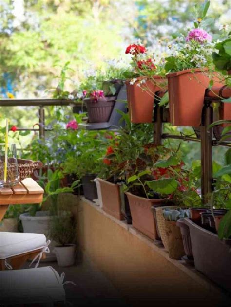 Colorful Flowers To Brighten Your Balcony