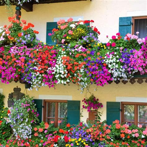 Colorful Foliage Plants for Your Balcony