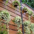 Create A Gorgeous Vertical Garden On Your Balcony