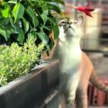 Create A Wildlife-Friendly Balcony Garden