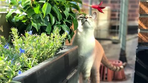 Create A Wildlife-Friendly Balcony Garden