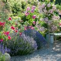 Create an Aromatic Balcony Garden with Fragrant Plants