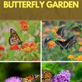 Creating A Butterfly Garden On Your Balcony