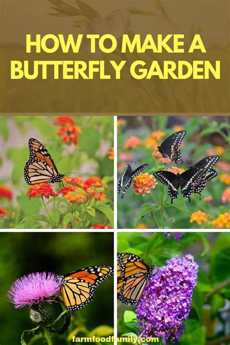 Creating A Butterfly Garden On Your Balcony