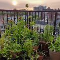 Creating A Wildlife Habitat In Your Balcony Garden