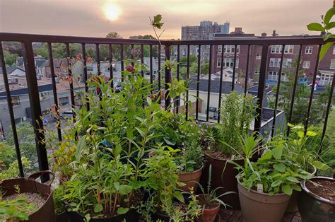 Creating A Wildlife Habitat In Your Balcony Garden