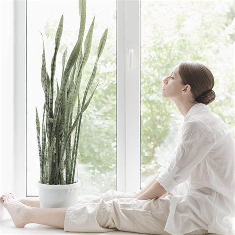 Discover Air-Purifying Plants For Your Balcony