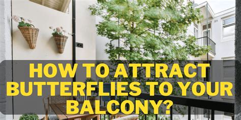 Discover How to Attract Butterflies to Your Balcony