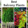 Discover Low-Maintenance Plants For Your Balcony