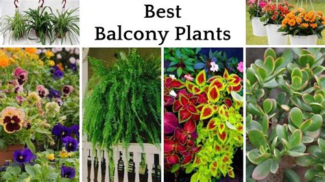 Discover Low-Maintenance Plants For Your Balcony