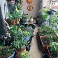 Discover the Benefits of Container Gardening on Balconies