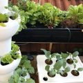 Discover The Benefits Of Hydroponic Balcony Gardening