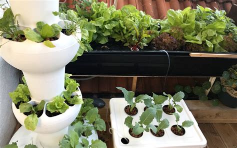 Discover The Benefits Of Hydroponic Balcony Gardening