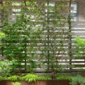 Discover The Best Climbing Plants For Your Balcony