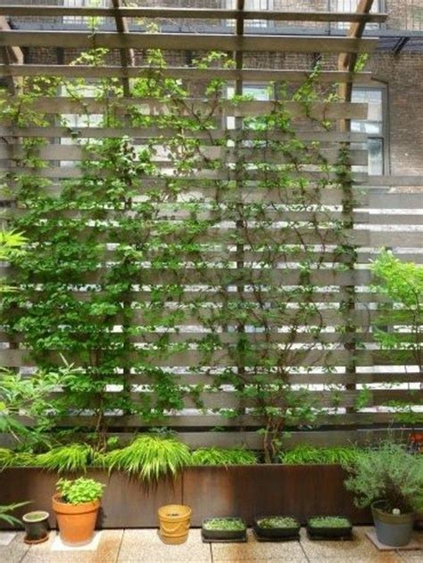 Discover The Best Climbing Plants For Your Balcony