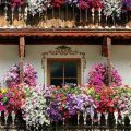 Discover The Best Flowers For Your Balcony