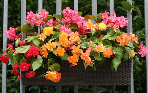 Discover The Best Plants For Shady Balconies