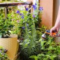 Discover The Joy Of Balcony Gardening Today