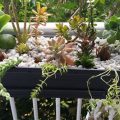 Discover the Magic of Balcony Succulents