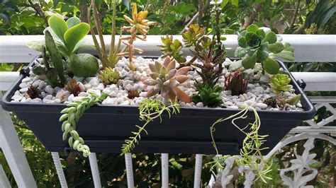 Discover the Magic of Balcony Succulents