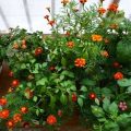 Discovering The Benefits Of Companion Planting On Balconies