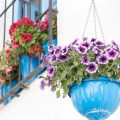 Drought-Resistant Plants For Hot Balcony Spaces