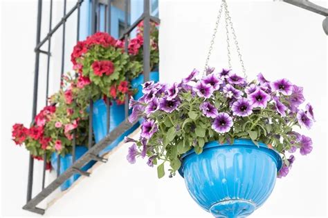 Drought-Resistant Plants For Hot Balcony Spaces