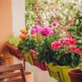 Easy Care Plants Perfect for Your Balcony