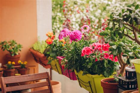 Easy Care Plants Perfect for Your Balcony