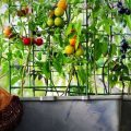 Easy Vegetables To Grow On Your Balcony