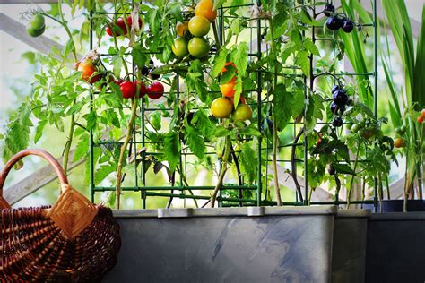 Easy Vegetables To Grow On Your Balcony