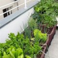 Eco-Friendly Practices for Balcony Gardening