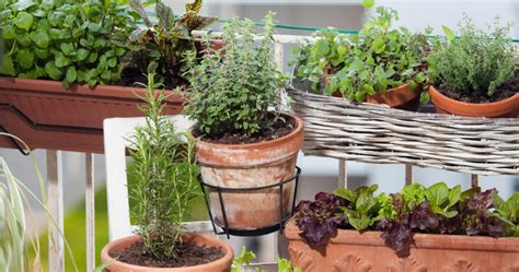 Edible Flowers To Grow On Your Balcony