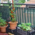 Enjoy Fresh Produce With A Balcony Vegetable Garden