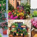 Essential Care Tips For Balcony Flowering Plants