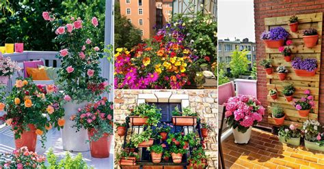 Essential Care Tips For Balcony Flowering Plants