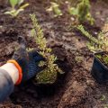 Essential Gardening Skills for Balcony Enthusiasts