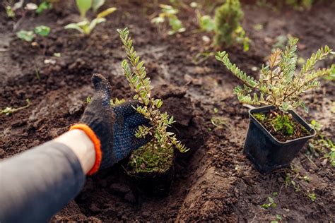 Essential Gardening Skills for Balcony Enthusiasts