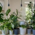 Essential Tips for Growing Plants in Limited Light