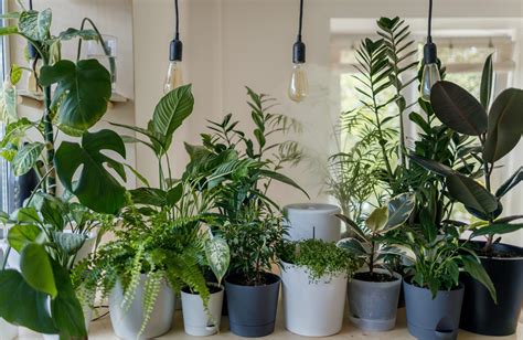 Essential Tips for Growing Plants in Limited Light