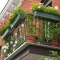 Essential Tips for a Thriving Balcony Garden