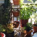 Essential Winter Care For Balcony Plants