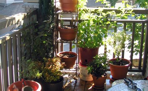 Essential Winter Care For Balcony Plants