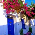 Explore Colorful Bougainvillea for Balcony Gardens