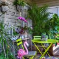 Exploring Exotic Plants For Your Balcony Garden