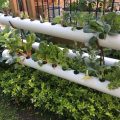 Exploring Hydroponic Gardening for Your Balcony