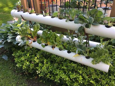 Exploring Hydroponic Gardening for Your Balcony